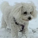 Bichón frisé: características y cuidados