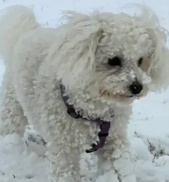 Bichón frisé: características y cuidados