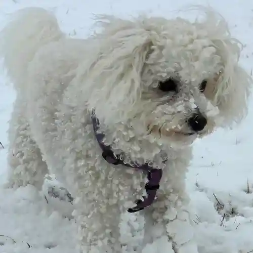 Bichón frisé: características y cuidados